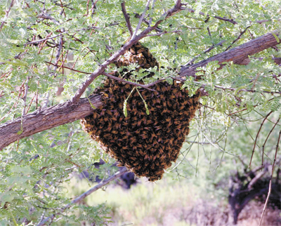 bees